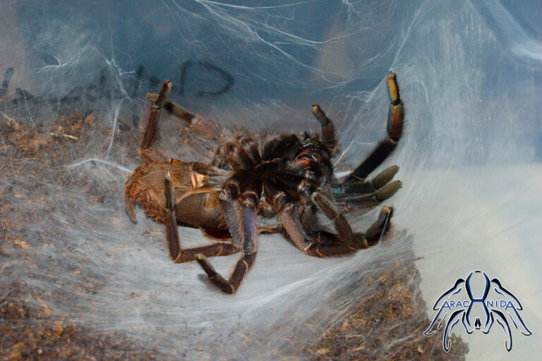 molt001