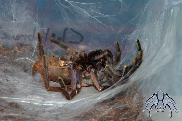 molt002