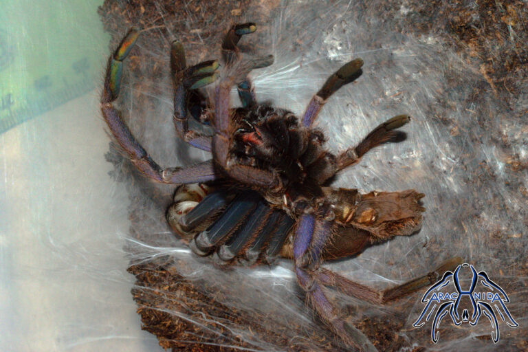 molt003