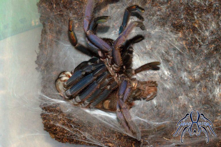 molt004