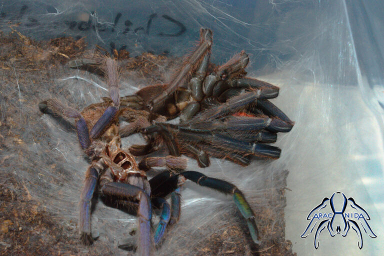 molt007