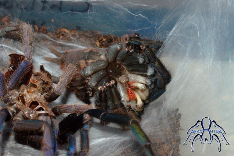 molt008