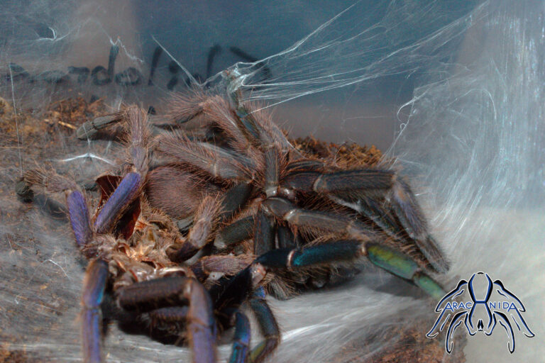 molt009