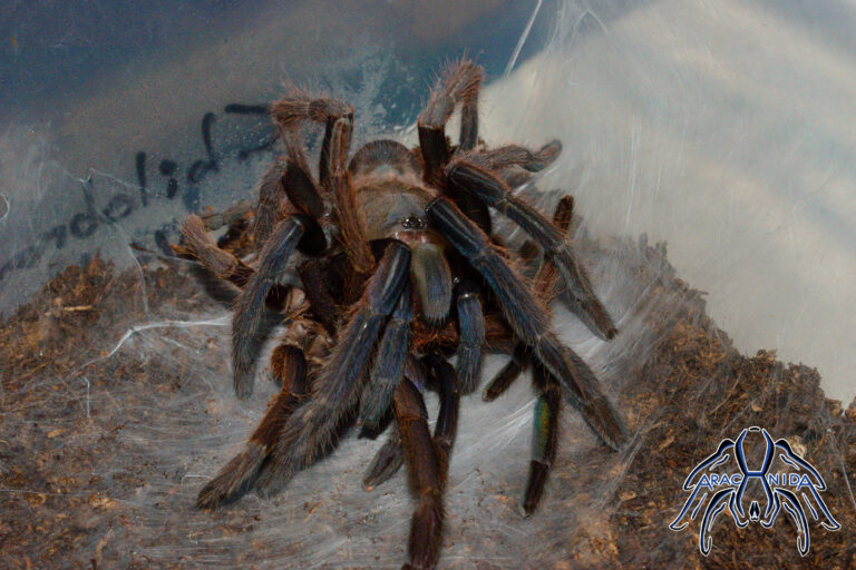 molt010