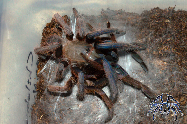 molt011