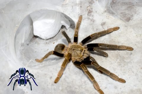 Si se les proporciona un hábitat adecuado, las tarántulas pueden adaptarse muy bien a su terrario.