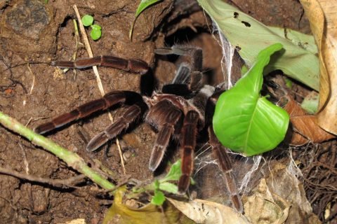 Crassicrus tochtli en hábitat, selva tropical.
